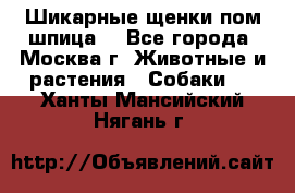 Шикарные щенки пом шпица  - Все города, Москва г. Животные и растения » Собаки   . Ханты-Мансийский,Нягань г.